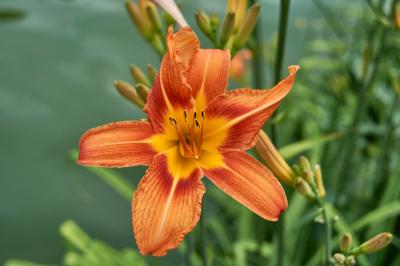 Прикрепленное изображение: DSC03904-1.jpg